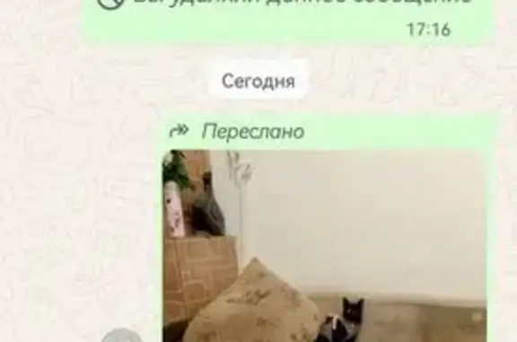 Пропала кошка, 18-я линия, 8, Ростов-на-Дону