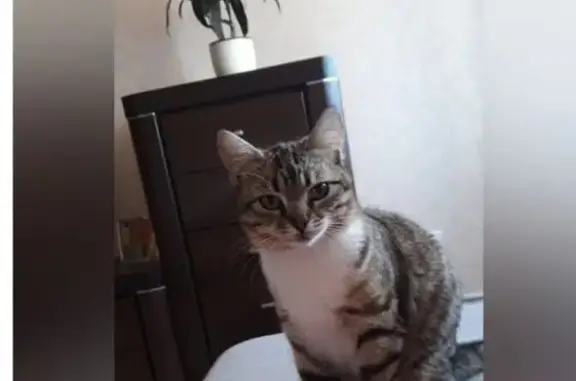 Потерянные животные Черняховск, фото: Пропала кошка на Спортивной, Черняховск