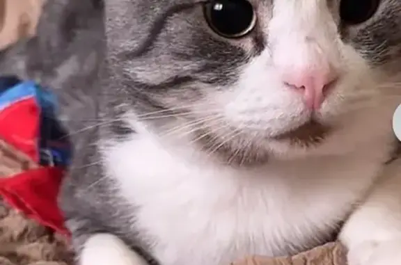 Пропала кошка, ул. Машиностроителей