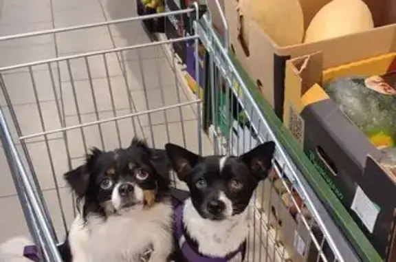 Пропала собака, ул. Филипова, Мисайлово