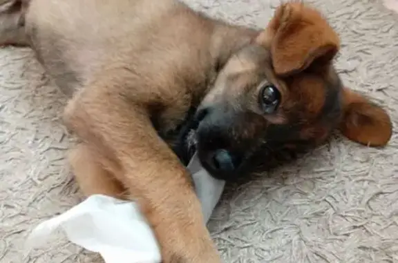 Найдена собака, пер. Окладникова, Иркутск