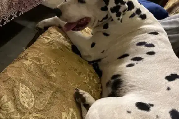 Найдена собака, Торфяная ул., Зелёная Поляна