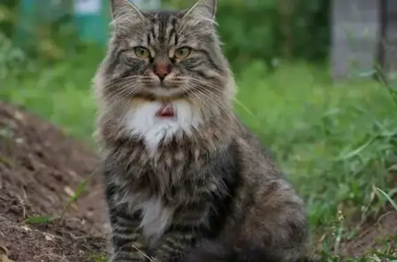 Кошки потеряшки, Майский, фото: Потеряшка кошка, Новая ул. 7А, Майский