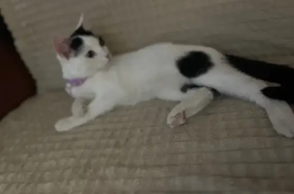 Найдена кошка, ул. Энтузиастов, 3, Чебоксары