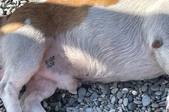 Найдена собака, , фото: Найдена собака на Набережной, 1В, Партенит