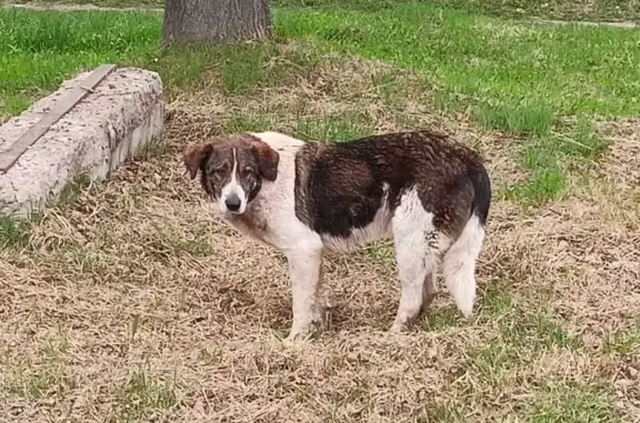 Собаки найдены в Дальнем Константиново.