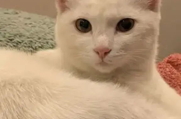 Найдена кошка, Иркутск, фото: Кошка найдена: ул. Тургенева, 8А, Иркутск