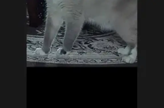 Пропала кошка, Нижний Тагил