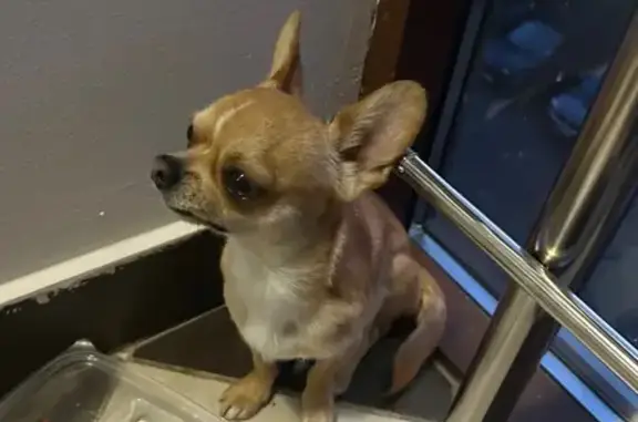 Объявления о пропавших и найденных животных, Балашиха, фото: Чихуахуа найден: Школьная ул, 7 к4, Балашиха