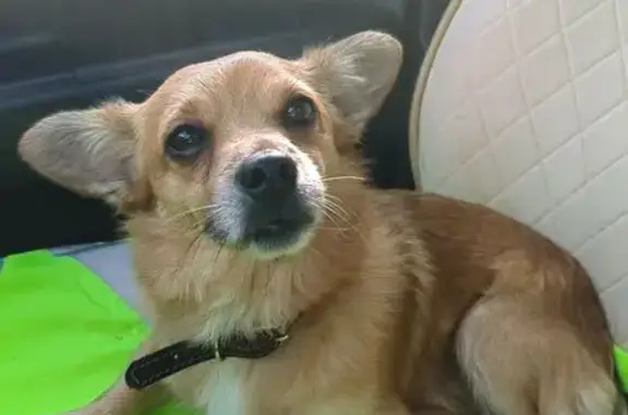 Найдена собака, , фото: Найдена собака, Ижевск, Выставочная ул.