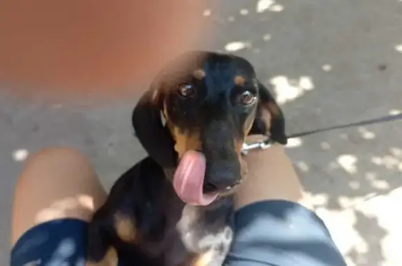 Собаки потеряшки, , фото: Потеряшка собака, 3-я аллея, 284, Таганрог