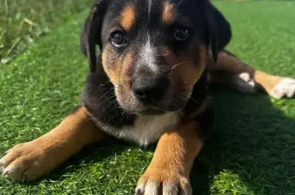 Собаки потеряшки, Белебей, фото: Потеряшка собака, Шоссейная ул, 2Б, Белебей