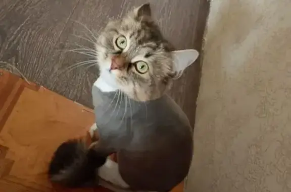 Кошки потеряшки, Нижневартовск, фото: Потеряшка кошка, ул. Чапаева, 69, Нижневартовск