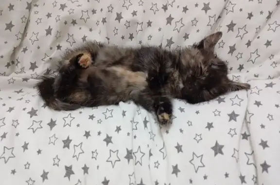 Пропала кошка, Берёзовская 104А, НН