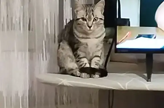 Пропала кошка, ул. Свердлова, 37, Чухлома