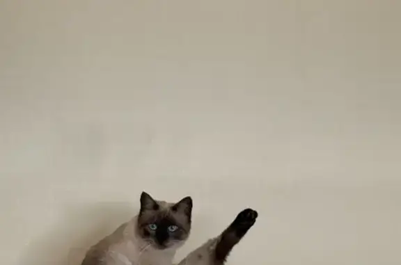 Кошки потеряшки, Вологда, фото: Потеряшка кошка: Вологда, Карла Маркса 103Б