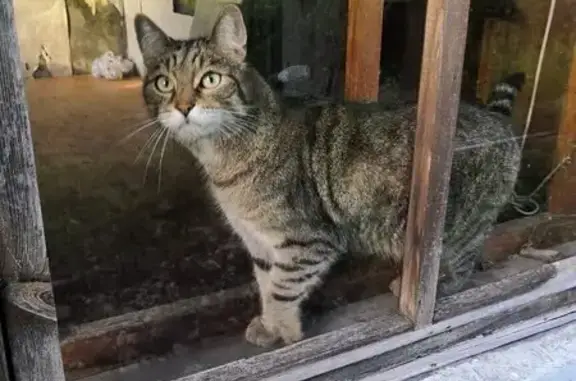 Кошки потеряшки, Москва, фото: Потеряшка кошка на Мурановской, 17, Москва