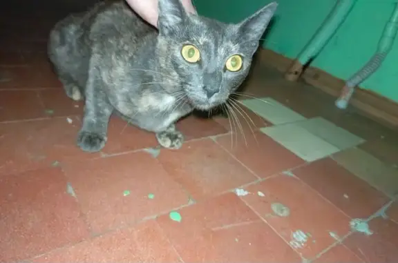 Кошка найдена на проспекте Победы, Вологда