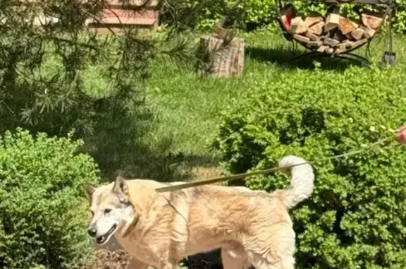 Собаки потеряшки, Наро-Фоминск, фото: Потеряшка собака, Наро-Фоминск, ул. 73