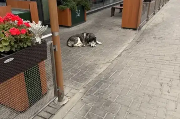 Найдена собака, Батайск, фото: Хаски найдена без ошейника, Вост. шоссе 7 к3