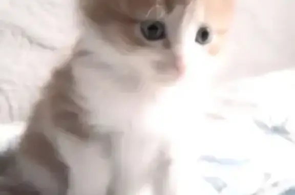 Кошки потеряшки, Ивановская область, фото: Потеряшка рыжая кошка, Кохма, Ивановская обл.