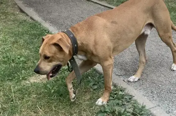 Потерялась рыжая собака, 45-я Параллель