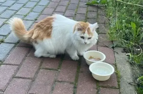 Кошка найдена: б-р Юности, 39, Белгород