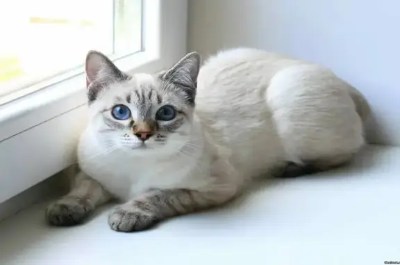 Кошки потеряшки, Минск, фото: Потеряшка кошка у гимназии 24, Минск