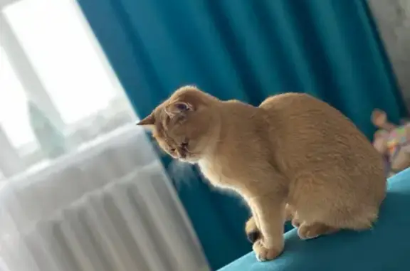 Кошки потеряшки, , фото: Потеряшка кошка, Садовая ул., Витовка