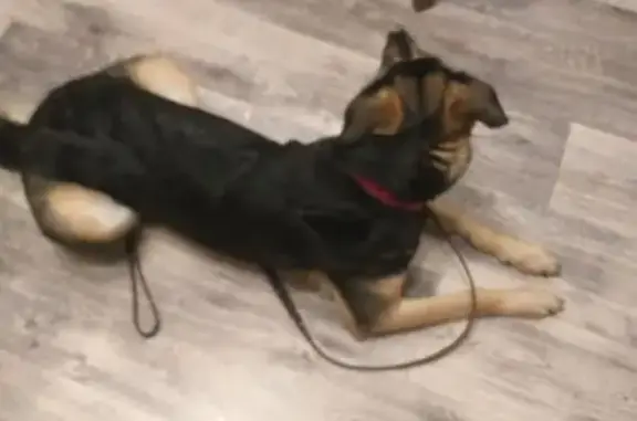 Собака найдена на Ворошилова 153, Серпухов