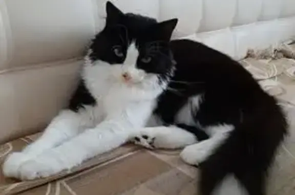 Кошки потеряшки, Калининградская область, фото: Потеряшка кошка, Светлый, Калининградская обл.