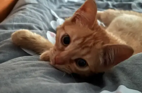 Пропала кошка, Курская ул. 5, Городец