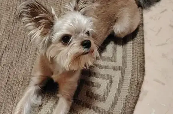 Найдена собака на Фрунзе 119Е, Томск