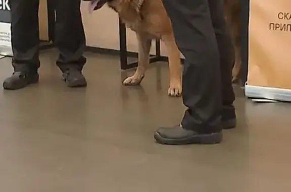 Собака найдена на ул. Калинина, 82, Красноярск