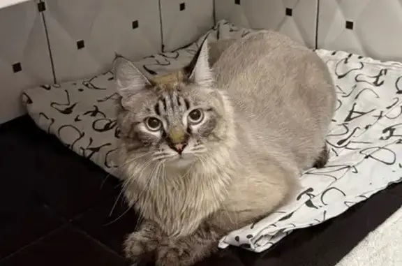 Найдена кошка, ул. Доваторцев 86/1