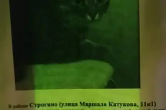Кошка найдена: Маршала Катукова, 11