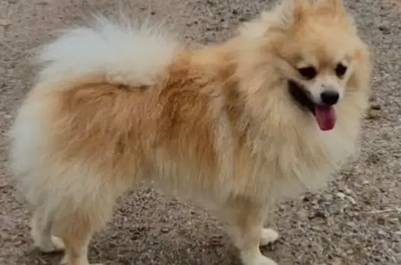 Найдена собака, Московская область, фото: Шпиц найден в СНТ, Московская область