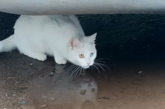 Кошка найдена на Октябрьском проспекте, 119