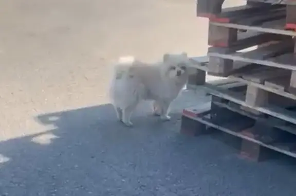 Найдена собака, Воронеж, фото: Собака найдена: Холмистая ул, 64, Воронеж