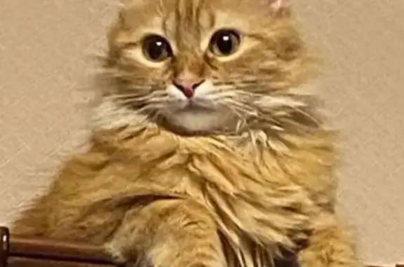 Потерянные животные , фото: Пропала кошка, Войковское с/п, Крым