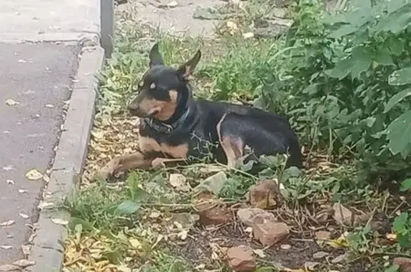 Найдена собака, Новомосковск, фото: Собака найдена: Комсомольская 45, Новомосковск