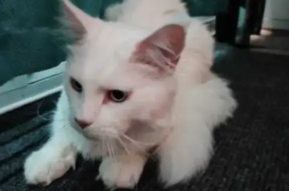 Кошки потеряшки, Шелехов, фото: Потеряшка кошка в Шелехове, Иркутск обл.