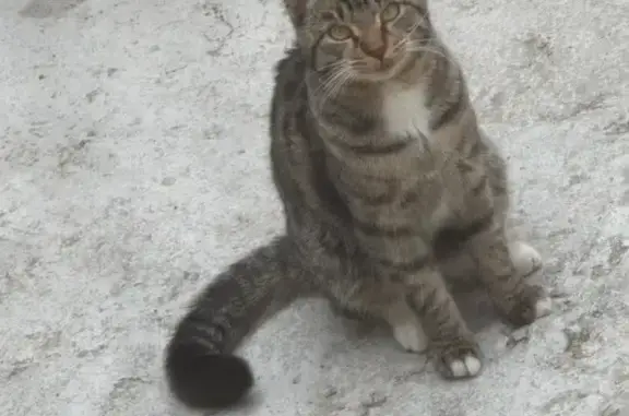 Кошки потеряшки, , фото: Потеряшка кошка, Лесной переулок, 7