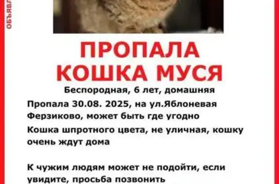 Кошки потеряшки, Ферзиково, фото: Потеряшка кошка Муся, Яблоневая 8, Ферзиково