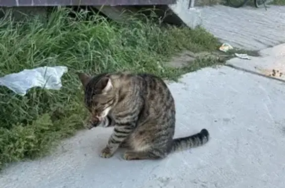 Найдена кошка, Якутск, фото: Кошка найдена у «Гастронома», Лермонтова 102