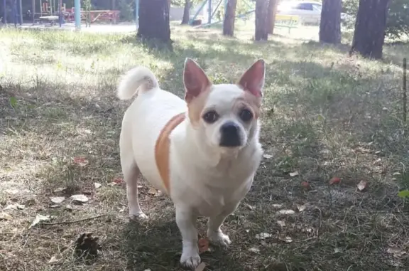 Пропала собака в селе Розовка, 07К-074