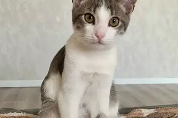 Пропала кошка, ул. Энтузиастов 15, Ярцево