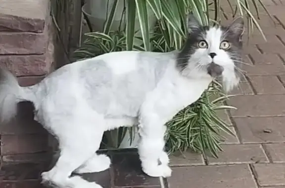 Кошки потеряшки, Изобильный, фото: Потеряшка кот Стефан, ул. Чайковского, Изобильный