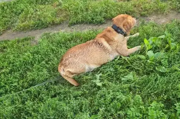 Собака у помойки, Богатырский 60 к3