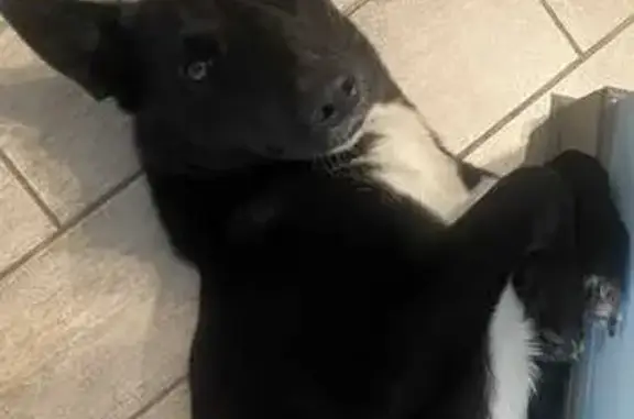 Собака найдена: Волгоградский проспект, Москва